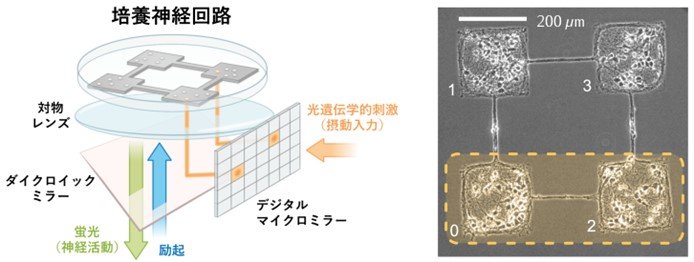 ダミー
