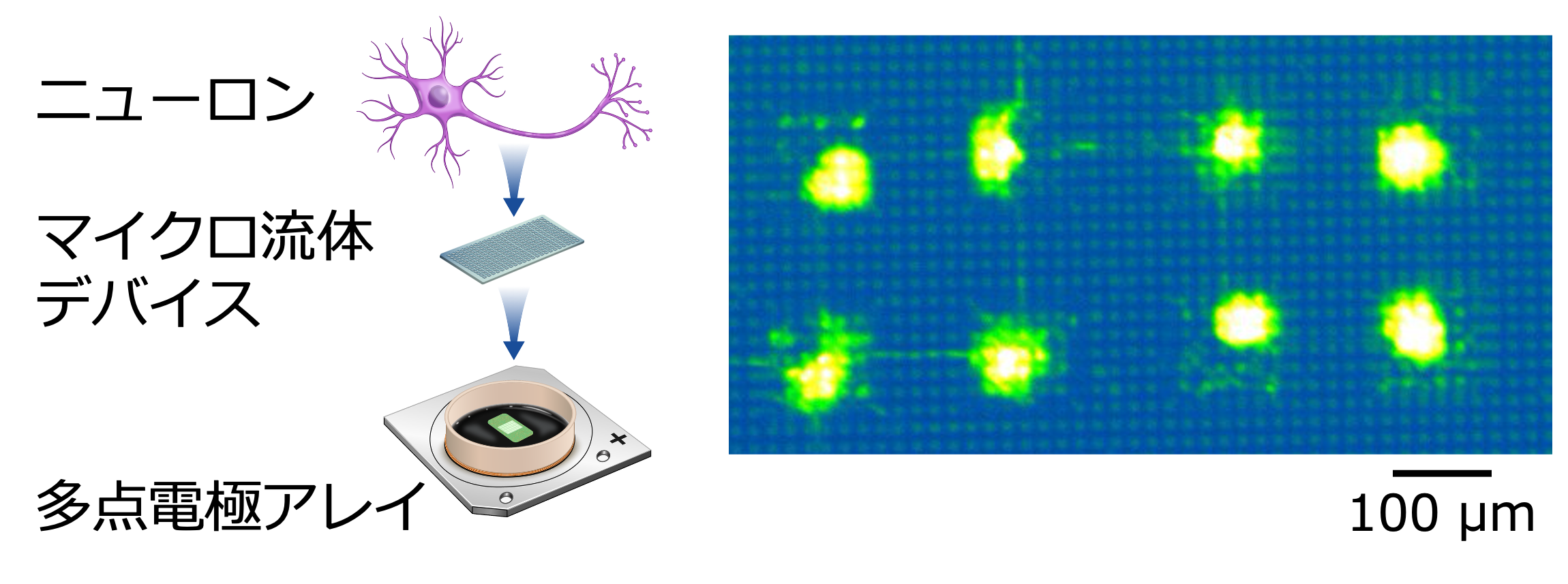 pnas2026